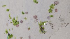 Medusas en las playas de Area Maior y Canido, hoy en Malpica