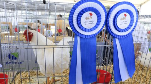 Ejemplar ganador de la feria de galo e galia pieira