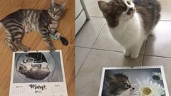 El calendario solidario de la protectora Gij�n Felino