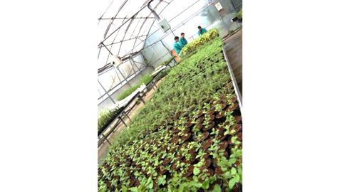 Invernadero-plantaci�n