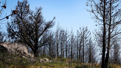 As est el monte de Barbanza un ao despus del gran incendio