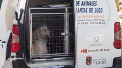 El animal fue rescatado por la Guardia Civil