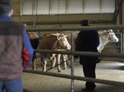 Buena asistencia de vacas sin que se resintiera el precio que ya est� bajo �ltimamente. 