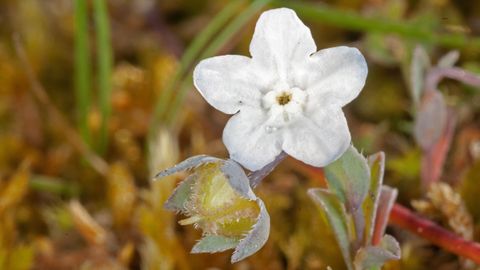 �Omphalodes littoralis� subsp. �gallaecica� M. La�nz. End�mica de la costa coru�esa, crece en arenales litorales con cubierta de�gram�neas y musgos. Especie en peligro por la urbanizaci�n y la alteraci�n del h�bitat por el hombre.