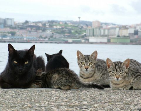 Gatos