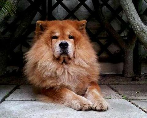 La chow chow Selva falleci el 11 de julio