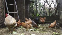 Un gallinero cerrado con tela metlica para evitar la gripe aviar.