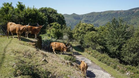 Vaca cachena en Olelas