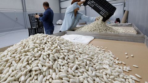 Imagen de archivo de recogida de faba fresca en las instalaciones de San Lzaro, en Mondoedo