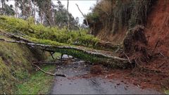 �rbol retirado por el GES de Ortigueira