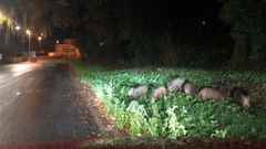 Una piara de jabales, junto al Paseo do Rato en una imagen de archivo