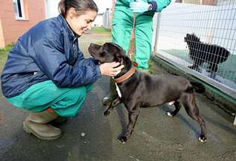 Tras m�s de quinientos d�as en el refugio de Moug�, Mel�n ha sido por fin adoptado.