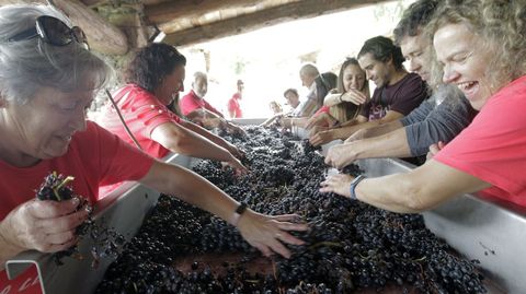 Turistas en una mesa de seleccin de la uva vendimiada por Finca Mllara