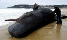 El cachalote var� en la playa de Montalvo en marzo de hace justo diez a�os.