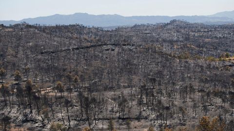 Vista de parte del terreno calcinado por el incendio forestal de Tarragona