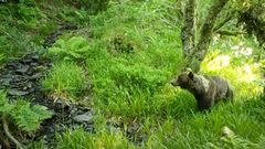 Imgenes de un oso pardo y otros animales salvajes de la sierra de O Courel