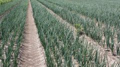 Imagen de una plantaci�n de cebollas en Galicia