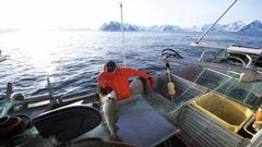 Imagen de archivo de pesca de bacalao