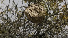 Nido de avispa asi�tica. Imagen de archivo