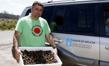 Los primeros decomisos de percebes de la temporada en Camelle son de principios de junio.