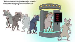El envejecimiento podr�a ser reversible
