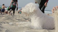 Un perro, en una playa, en imagen de archivo 