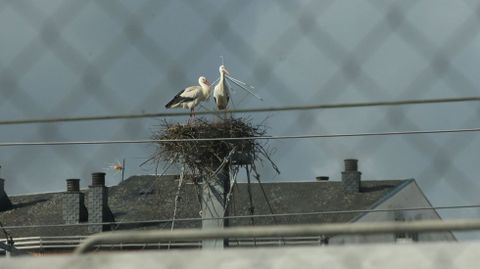 Dos cig�e�as en uno de los nidos ya reconstruidos, fotografiadas al otro lado de la valla que delimita las v�as