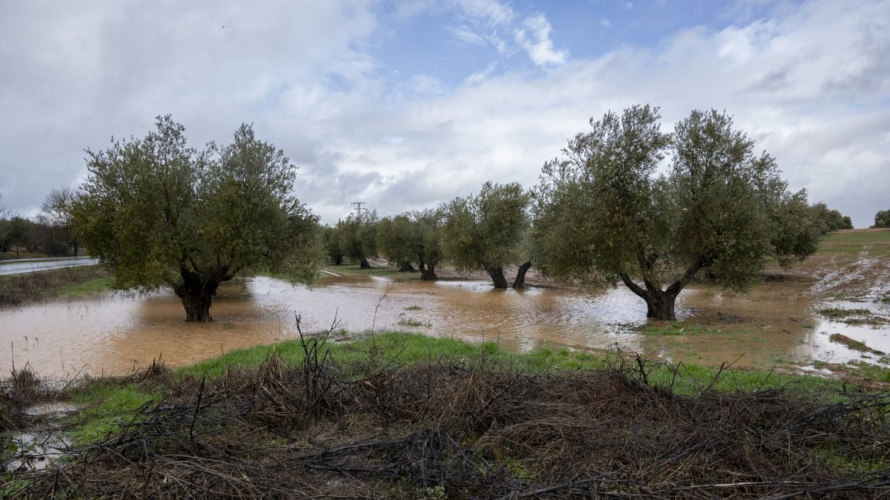¿Subirá el precio del aceite? Las borrascas recortan en 100.000 toneladas la cosecha de oliva