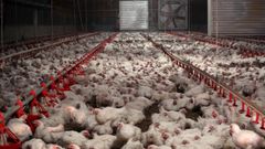 La prote�na animal podr� usarse para alimentaci�n de aves