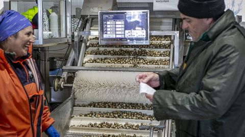 Clasificaci�n de berberecho en la lonja de Testal, en Noia, antes de la subasta