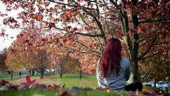 Llega el oto�o a los �rboles de la ciudad
Parque de Vio�o