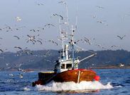 Nada menos que 38 especies  de aves marinas amenazadas residen en la r�a viguesa. 