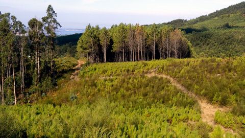 Galicia tiene certificadas m�s de medio�mill�n de hect�reas