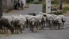 Las ayudas est�n pensadas para explotaciones de ganado bovino, ovino y caprino