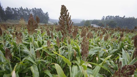 Imagen de archivo de un cultivo de sorgo