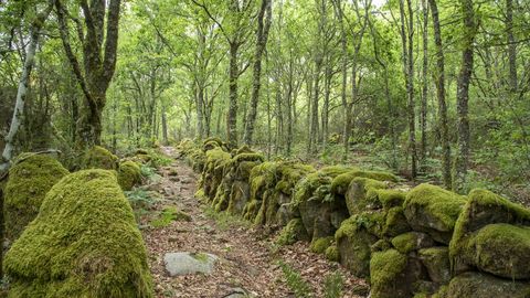 El tramo de la ruta entre A Campaza y Luntra discurre en gran parte por un espeso bosque