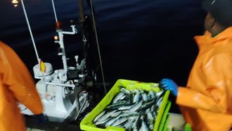 Descarga de sardina, esta madrugada en el puerto de A Coru�a