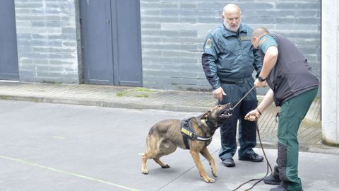 Efectivos caninos con la Guardia Civil en Pontedeume. 