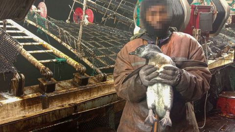 Foto 6_ Pingino de Magallanes capturado a bordo de un barco potero