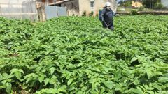 Aplicaci�n de productos fitosanitarios en una plantaci�n de patatas, en una imagen de archivo