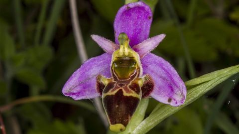 Ophrys apifera