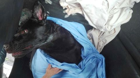 Una perra rescatada en un incencio en un piso en Oviedo