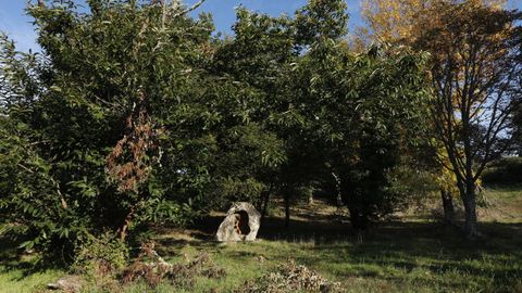 Los castaos son parte casi indispensable del paisaje gallego (en la imagen, ejemplares en Trasalba, Ourense)