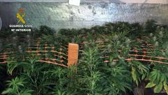 La Guardia Civil incauta 364 plantas de marihuana en Nava