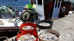 Descarga de pulpo en la lonja de Bueu el 1 de julio del 2026, cuando reabri� la pesquer�a.