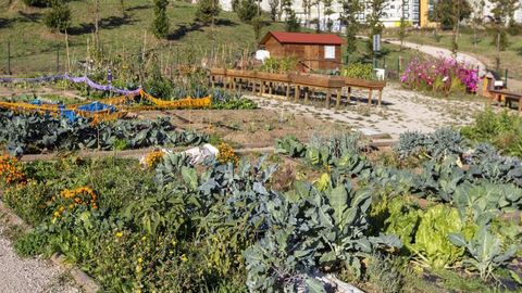 Huerta urbana en Eir�s, en A Coru�a