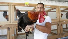 Para calificar a los gallos se tienen en cuenta las caracter�sticas morfol�gicas y el aplomo. 