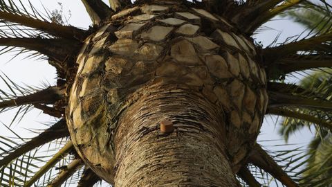 Tronco y cogollo de la palmera afectada, sin ramas apicales