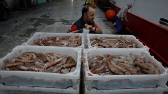 Descarga de pota voladora en A Corua, en octubre del 2022, cuando el cefalpodo apareci como un man para los arrastreros gallegos
