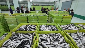 �Avalancha� de sardinas en A Coru�a
